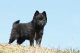 SCHIPPERKE 344